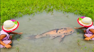 Smart girl catching fish by hand from mud water in Village | Fishing Tv