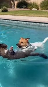 Dog Pushes Cat Into Pool… Then Pretends He Did NOTHING 😂🐶🐱💦#funny #foryourpage #funnyreels #foryoupagereels #foryouシpage | Paws & Laughs