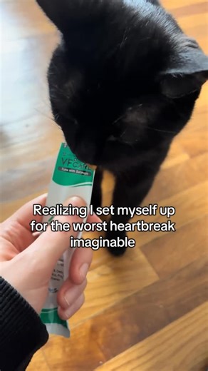 Black Kitty Crew on Instagram: ":(( #blackcats #blackcatsofinstagram #fyp"