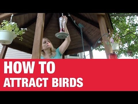 How To Attract Birds - Ace Hardware
