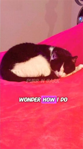 What Your Cat Is Really Thinking