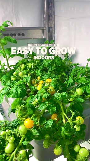 Optimal Container Size for Growing Lettuce in Your Garden