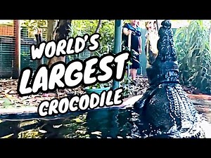 BIGGEST CROCODILE IN THE WORLD