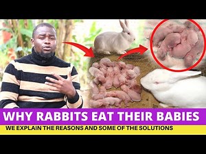 Rabbit Farming: Why Rabbits Eat Their Babies And How To Avoid It