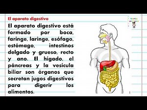El aparato digestivo. Ciencias naturales. Cuarto grado.