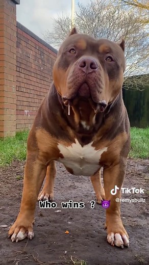 Lion vs xxl pitbull 😱 who wins ? #fyp #foryou #foryoupage #pitbull #pitbulllove #dogsoftiktok #xxlpitbull #dogs #lion #animals #animalsurvival #animalsoftiktok #americanbully #canecorso #kangal #viral #edit #xxxtantacion #dogvideo #wildanimal #lions