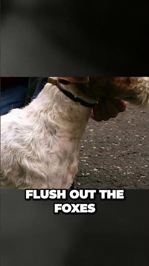 Origins of Wire Fox Terriers - Perfect Fox Hunters