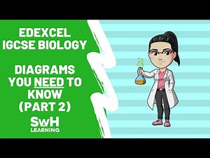 Edexcel IGCSE Biology - Diagrams You Need To Know (Part 2)