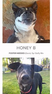 Check out the full list of our currently adoptable dogs. Find their bios, videos, pics, foster city, as well as adoption FAQS and adoption form at: heartsforpawsrescue.com/adopt ✨ we have a 3 step adoption process: 1) complete adoption form 2) adoption call 3) meet and greet in person to see if it’s a match! | Hearts For Paws