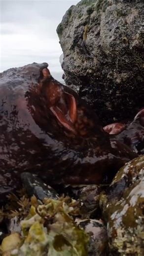 Captain Quinn on Instagram: "Kraken emerging from rocks 🐙 #fishing #ocean #kraken #octopus"