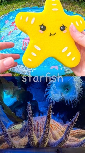 Toy Learning Fun | Kids Learn Sea Animal Names at the Splash Pad: Starfish Penguin Clownfish