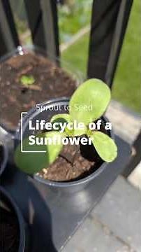 Stages of Sunflower Growth. #sunflower #sunflowerlifecycle #seedlifecycle #growing #harvestaunflower