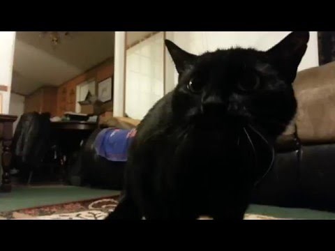 Dramatic hissing kitty