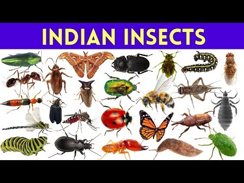 50 Amazing Insects of India You See Every Day | Garden, Farm & Backyard Bugs Names In English