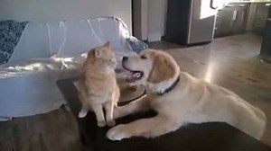 Bestfunnypets on Reels