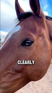 Why You Can't Hide From A Horse At Night #horses #shorts