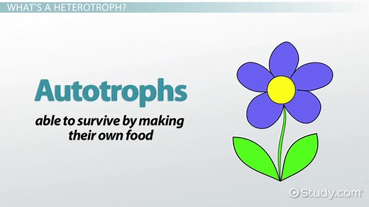 Heterotroph | Definition, Types & Examples