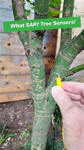 Tree Sensors: What the Sap?