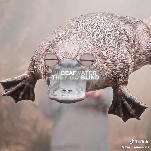 The Surprising Evolution of the Platypus