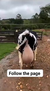 Big cow #cow #dairyfarm #dairy_farming #modern_dairy_farming | cow tv