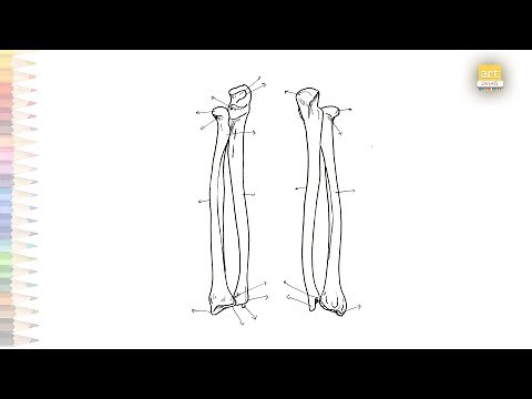 Radius and Ulna (Forearm) Bony Features diagram | How to draw Radius and Ulna bone simply | Science