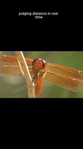 This Dragonfly Looks Like It’s Smiling at You #sciencefacts #deepsea #physics