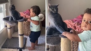Look at the facial expressions this cat makes when a baby comes a little too close for comfort. Typical cat behavior! | Rumble