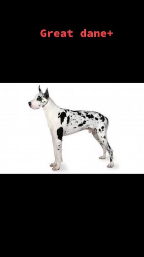 Great dane pitbull = Great danebull! #greatdane #pitbull #Greatdanebull #dogs #fyp #mixedbreed