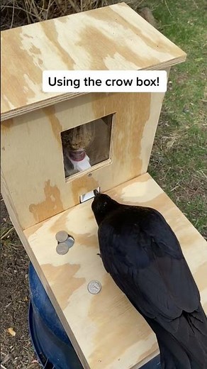 Crowbox: Training Crows to Exchange for Rewards! 🐦🗑️ #crowbuddy #clevercrow #nature #birds