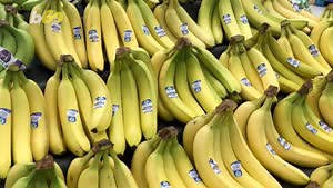 Scientific Breakthrough Could Save The Banana From Extinction
