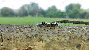 Insect lepidoptera caterpillar crawling on small broken branch of tree hairy hickory tussock moth caterpillar bug moving slowly closeup shot 4k nature video high quality footage outdoor scene