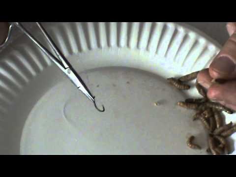 Fisher's Choice Bait - Hooking the Wax Worm