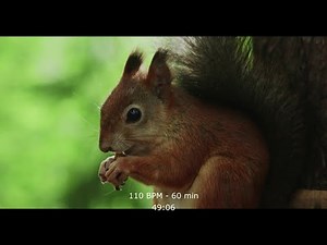 110 BPM Exercise Music - 60 minutes - mixed genre - animal