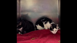 49 reactions · 23 shares | ****SENIOR ALERT**** ID 55185661 Pat...