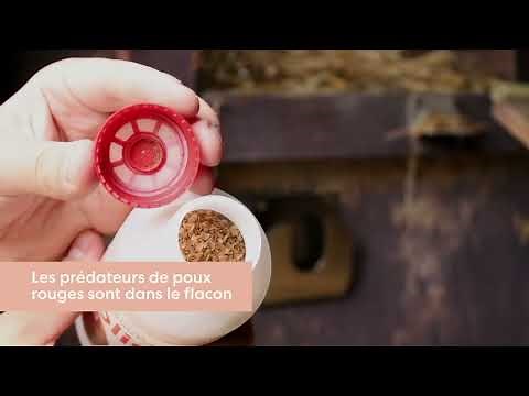 Anti poux rouges biologique pour volaille Androlis de la marque Bestico - Présentation + Utilisation