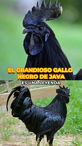 106K views · 2.7K reactions | ¿Gallo Negro de Java Conoces este...