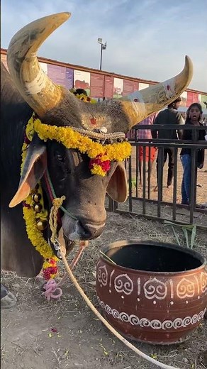 Pongal Celebrations at Isha Yoga Center, Coimbatore