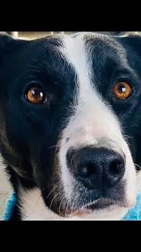 1-2-3 Pattern Game from Leslie McDevitt's Control Unleashed