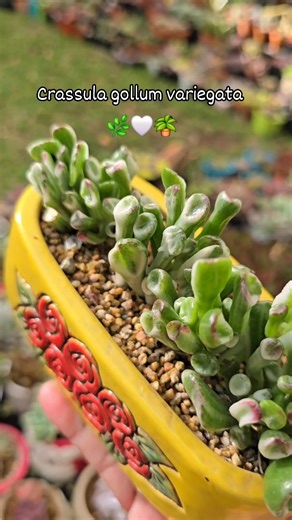 8.6K views · 193 reactions | Crassula ovata gollum variegata grown from cuttings 華懶 #bikolanahardinera #bikolanahardinerachallenge #fblifestyle #plantsmakepeoplehappy #gardening #plants #succulents | Bikolanahardinera | Facebook