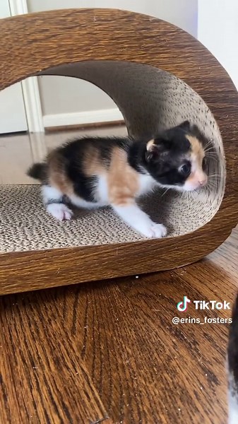 Exploring with Puffalina: A Cute Calico Kitten Adventure