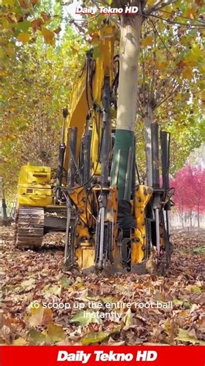 Relocating Big Trees 🚜 Is Easier Than You Think #TreeSpade