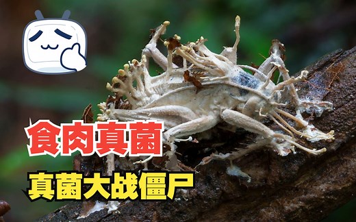 真菌也爱吃肉：食肉真菌