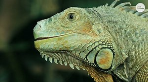 Coronavirus has cut into Sanibel's iguana-eradication program, so residents will likely see more of the reptiles this summer