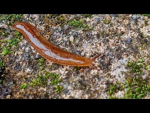 The Secret Life of a Shellless Snail