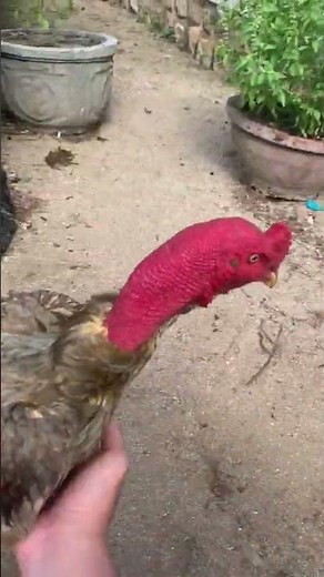 Gà chọi Xám khói