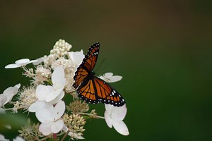 11 Yellow Monarch Butterfly Spiritual Meanings