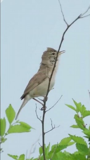 The Charming Chirps of the Booted Warbler #shorts #birds #birdssounds #birdsong #nature