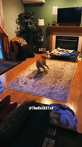 17K views · 544 reactions | Treats = Happy Dog! #dog #cat #funny #pet #viral #voiceover #VoiceEffects #talikingpets #fyp #viral #haha #laugh #animal #reels #love #viral #fbreels #reelsvideo #reelsviral #reelsfb #trending | For Smile | Facebook