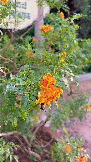 Busy Bees Flying Over Flowers 🐝 | Relaxing Nature Video