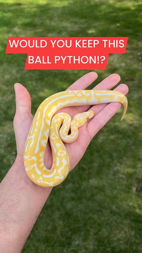 9.3K views · 187 reactions | Would you KEEP this Ball Python!? | BALLS of FURY | Facebook